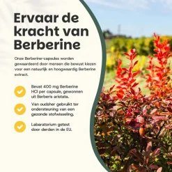 Cupplement 20% korting | Berberine Extract Capsules 400 mg< Natuurlijke Supplementen