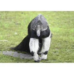 Cadeaubon: Entree Dierenpark Zie-ZOO< Dierentuin
