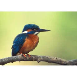 Cadeaubon: Vogelexcursie Oostvaardersplassen|