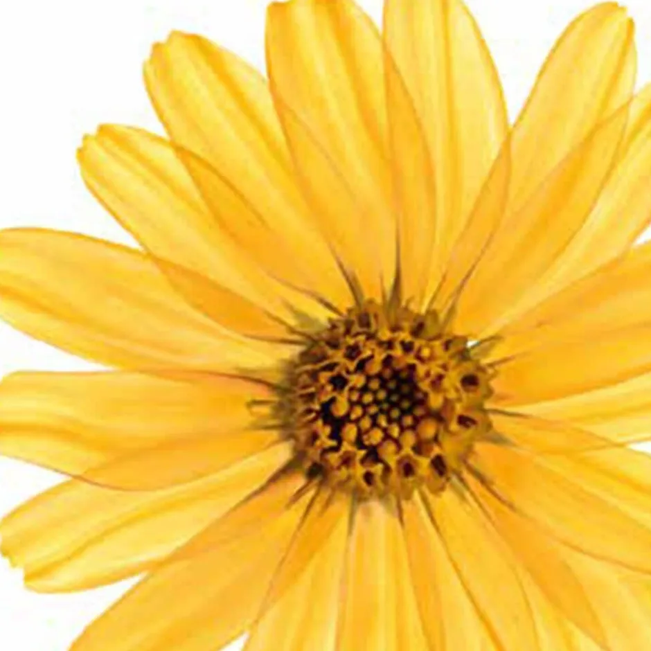 Muscle Relaxation Arnica Badolie|Kneipp Outlet