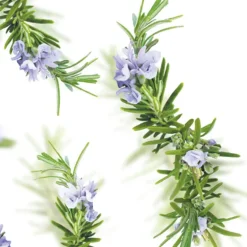 Kneipp New Energy Rozemarijn Badolie< Badolie