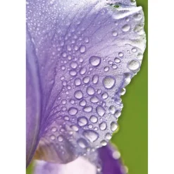 Iris Balancerende Dagcrème|Weleda